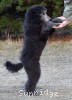 A photo of Brigadier "Briggs", a silver standard poodle puppy