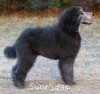 A photo of Brigadier "Briggs", a silver standard poodle puppy