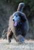 A photo of Brigadier "Briggs", a silver standard poodle puppy