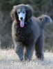A photo of Brigadier "Briggs", a silver standard poodle puppy
