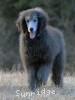 A photo of Brigadier "Briggs", a silver standard poodle puppy