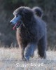 A photo of Brigadier "Briggs", a silver standard poodle puppy