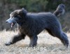 A photo of Brigadier "Briggs", a silver standard poodle puppy