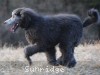 A photo of Brigadier "Briggs", a silver standard poodle puppy
