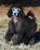 A photo of Black Pearl, a silver standard poodle puppy