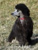 A photo of Black Pearl, a silver standard poodle puppy