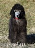 A photo of Black Pearl, a silver standard poodle puppy