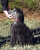 A photo of Black Pearl, a silver standard poodle puppy