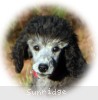A photo of Black Pearl, a silver standard poodle puppy