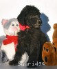 A photo of Black Pearl, a silver standard poodle puppy