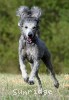 A photo of Sunridge Princess Of The Midnight Sky, a silver standard poodle