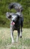 A photo of Sunridge Princess Of The Midnight Sky, a silver standard poodle