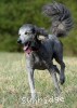 A photo of Sunridge Princess Of The Midnight Sky, a silver standard poodle