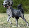 A photo of Sunridge Princess Of The Midnight Sky, a silver standard poodle