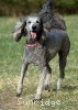 A photo of Sunridge Princess Of The Midnight Sky, a silver standard poodle