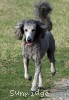 A photo of Sunridge Princess Of The Midnight Sky, a silver standard poodle