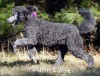 A photo of Sunridge Princess Of The Midnight Sky, a silver standard poodle