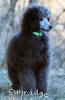A photo of Grover, a silver standard poodle puppy
