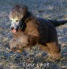 A photo of Grover, a silver standard poodle puppy