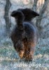 A photo of Grover, a silver standard poodle puppy