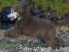 A photo of Grover, a silver standard poodle puppy