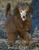 A photo of Grover, a silver standard poodle puppy