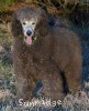 A photo of Grover, a silver standard poodle puppy