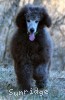 A photo of Grover, a silver standard poodle puppy