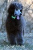 A photo of Grover, a silver standard poodle puppy