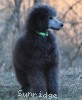 A photo of Grover, a silver standard poodle puppy