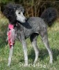 A photo of Philomena, a silver standard poodle puppy
