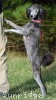 A photo of Philomena, a silver standard poodle puppy
