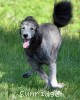 A photo of Brigadier "Briggs", a silver standard poodle puppy