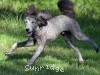 A photo of Brigadier "Briggs", a silver standard poodle puppy