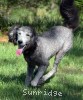 A photo of Brigadier "Briggs", a silver standard poodle puppy