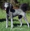 A photo of Brigadier "Briggs", a silver standard poodle puppy