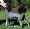A photo of Brigadier "Briggs", a silver standard poodle puppy