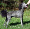 A photo of Brigadier "Briggs", a silver standard poodle puppy