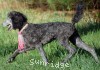 A photo of Panna, a silver standard poodle puppy