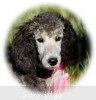 A photo of Panna, a silver standard poodle puppy