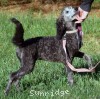 A photo of Panna, a silver standard poodle puppy