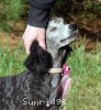 A photo of Panna, a silver standard poodle puppy