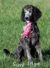 A photo of Panna, a silver standard poodle puppy