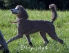 A photo of Panna, a silver standard poodle puppy