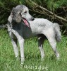 A photo of Mithril Asher In The Sky, a silver standard poodle