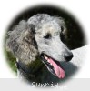 A photo of Mithril Asher In The Sky, a silver standard poodle