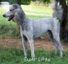 A photo of Mithril Asher In The Sky, a silver standard poodle