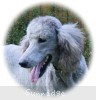 A photo of Mithril Asher In The Sky, a silver standard poodle