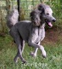 A photo of Mithril Asher In The Sky, a silver standard poodle