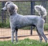 A photo of Mithril Asher In The Sky, a silver standard poodle